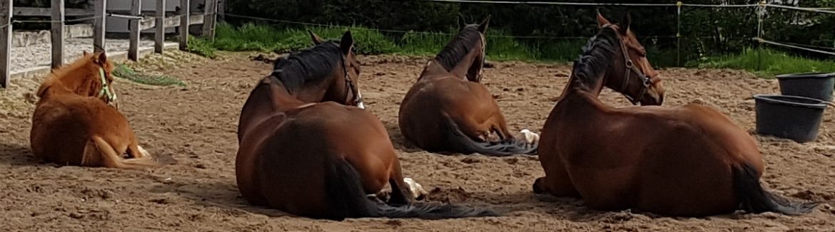 REITTHERAPIE KERSTIN LINDNER